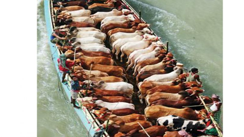 আশা জাগাচ্ছে দেশি গরু