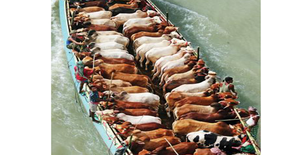 আশা জাগাচ্ছে দেশি গরু