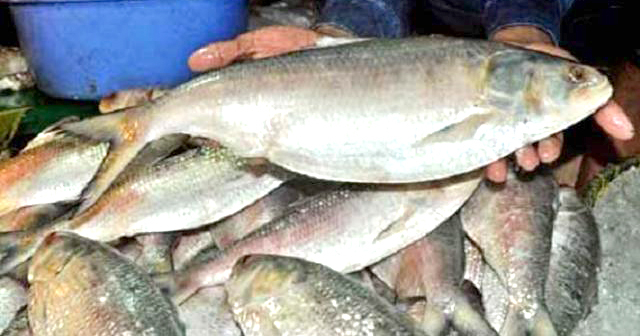 ২২ দিন বন্ধ থাকার পর আজ থেকে আবার ইলিশ ধরা শুরু