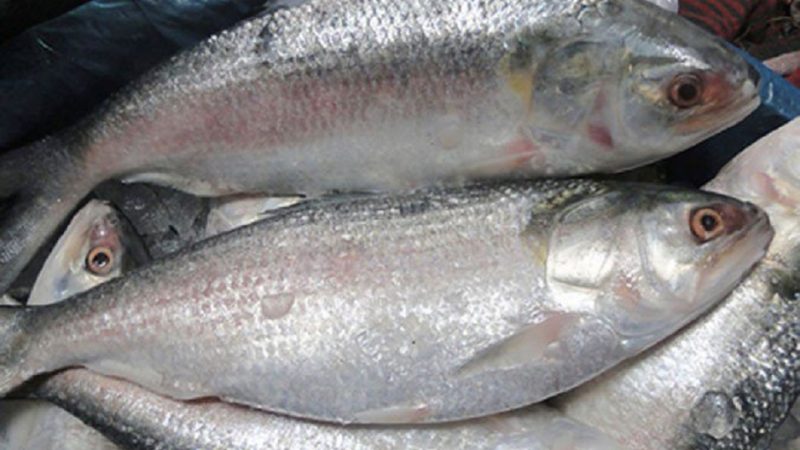 আজ রাত ১২টায় বন্ধ হচ্ছে ইলিশ শিকার