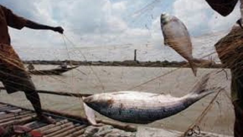 তবুও থেমে নেই ইলিশ ধরা