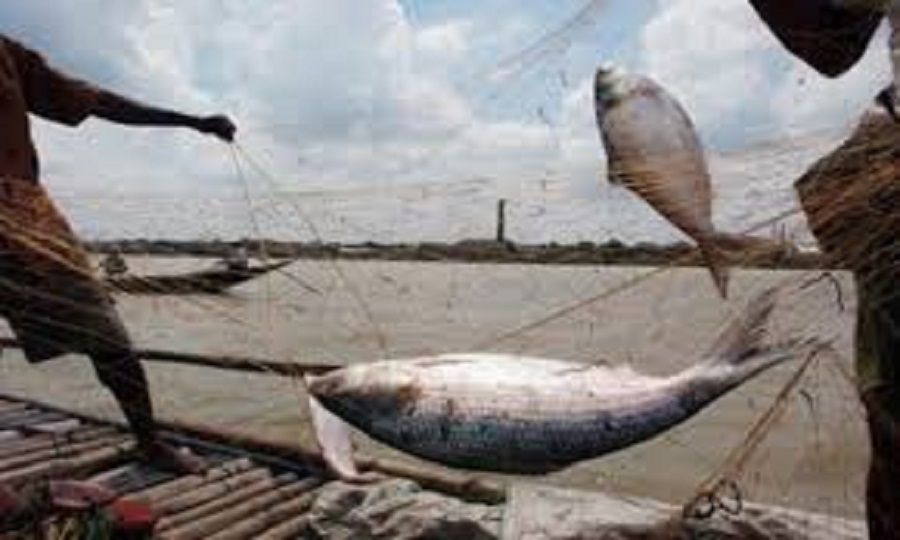 তবুও থেমে নেই ইলিশ ধরা