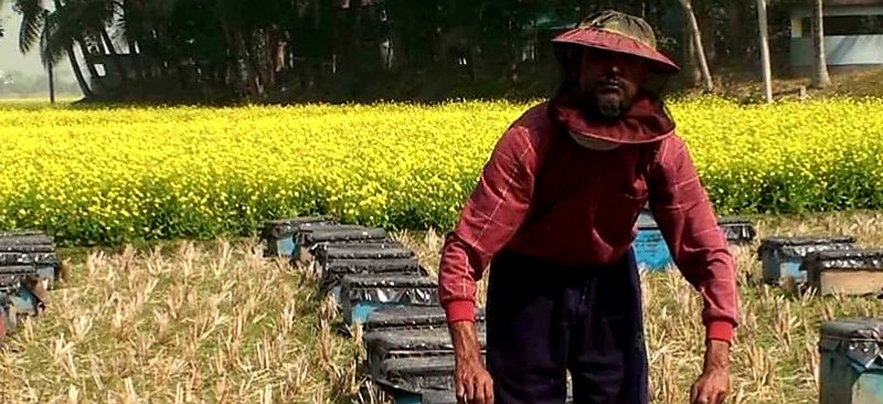 সাতক্ষীরায় কোটি টাকার মধু আহরণের লক্ষ্যমাত্রা নির্ধারন