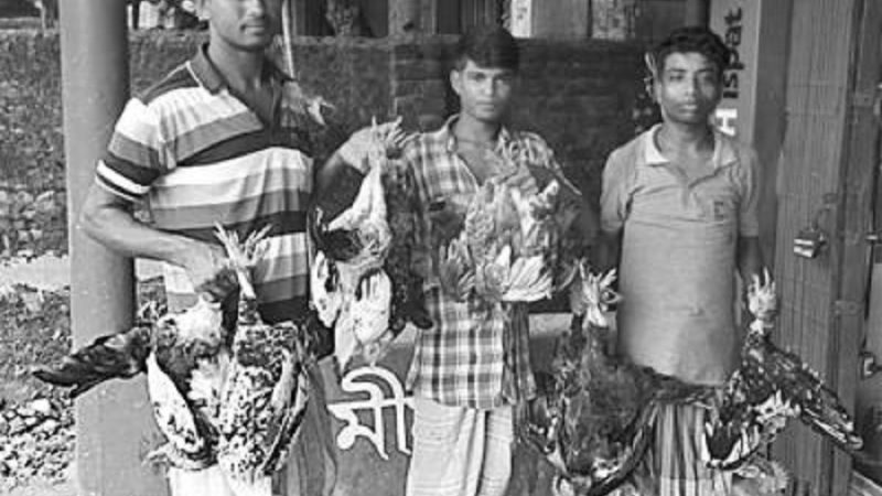হাঁস-মুরগি উল্টো করে বেঁধে নিয়ে যাওয়া দণ্ডনীয় অপরাধ