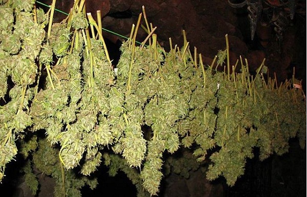 বিশ্বের পবিত্র ৭ গাছের তালিকায় গাঁজা গাছ!