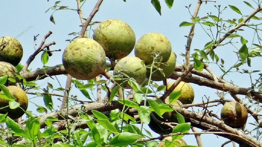 গরমে বেলের শরবত কেন খাবেন?