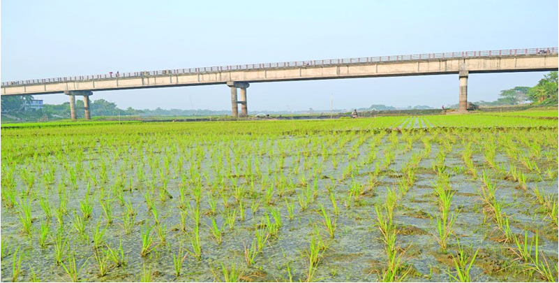 তিতাস এখন ধানক্ষেত!