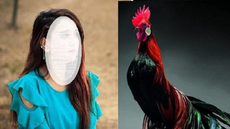 বালিকার সঙ্গে অসভ্যতায় মামলা, মোরগ আটক!