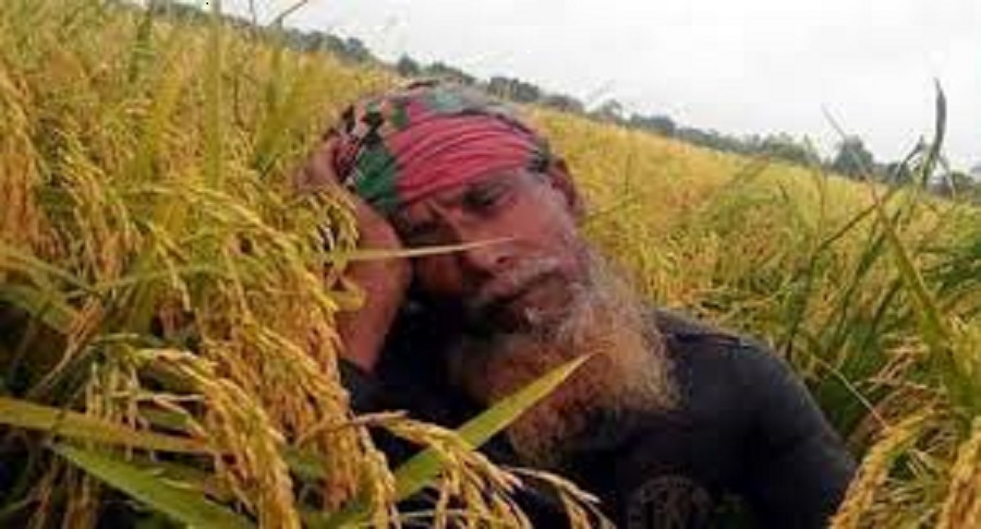 কৃষকের মুখে নেই ঈদের আনন্দ