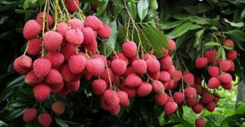 ‘খালি পেটে লিচু’, ভারতে ১০৩ শিশুর মৃত্যু
