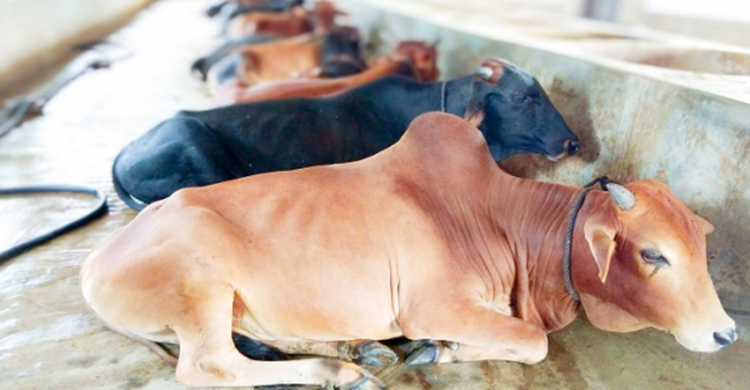 সোনাগাজীতে এক রাতে রহস্যজনক ৪টি গরু চুরি