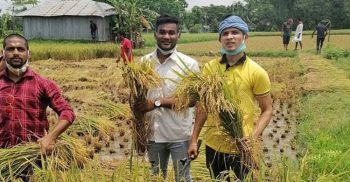 সোনাগাজীতে বিনামুল্যে কৃষকের ধান কেটে দিলেন ছাত্রলীগ নেতারা