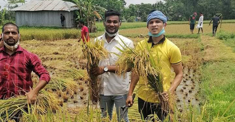 সোনাগাজীতে বিনামুল্যে কৃষকের ধান কেটে দিলেন ছাত্রলীগ নেতারা