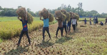সোনাগাজীতে ছাত্রলীগের মানবিকতায় কৃষকের স্বস্তি