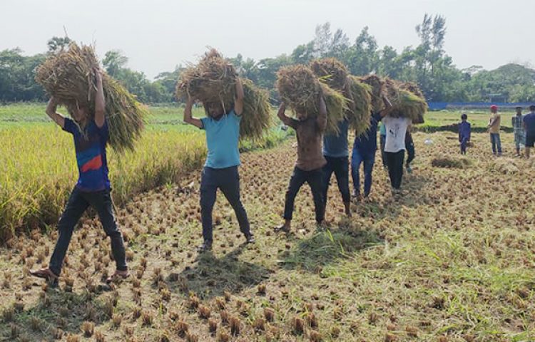 সোনাগাজীতে ছাত্রলীগের মানবিকতায় কৃষকের স্বস্তি