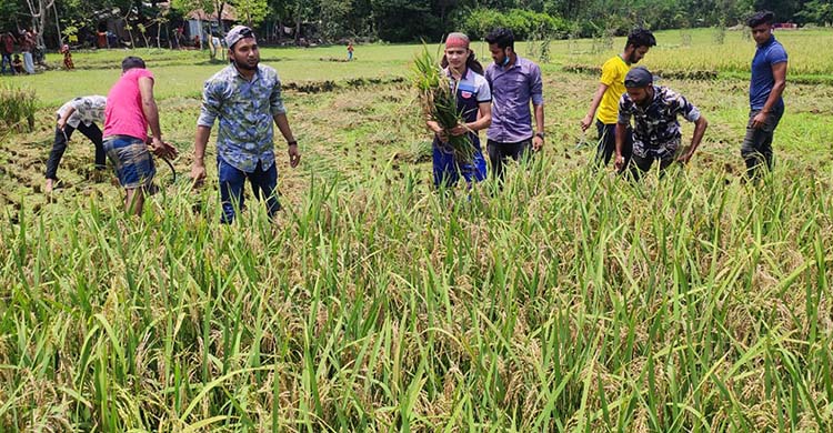 সাড়া পেলেই ধান কাটতে ছুটছে সোনাগাজীর ছাত্রলীগ