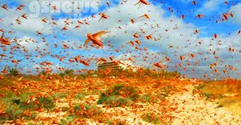 একদিকে করোনা, অন্যদিকে পঙ্গপালের হানা