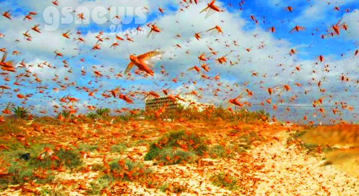 একদিকে করোনা, অন্যদিকে পঙ্গপালের হানা