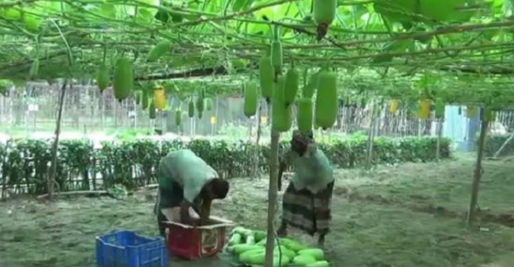 সবজি বাজারজাতকরণে ঝামেলা, আর্থিক ক্ষতির শঙ্কা