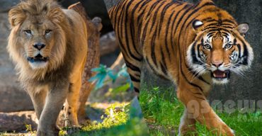 ৪টি বাঘ ও ৩টি সিংহ করোনা আক্রান্ত