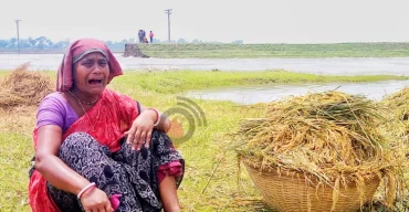 তলিয়ে যাওয়া ফসলের চিন্তায় হাওরে বসেই কাঁদছেন হাজারো কৃষক
